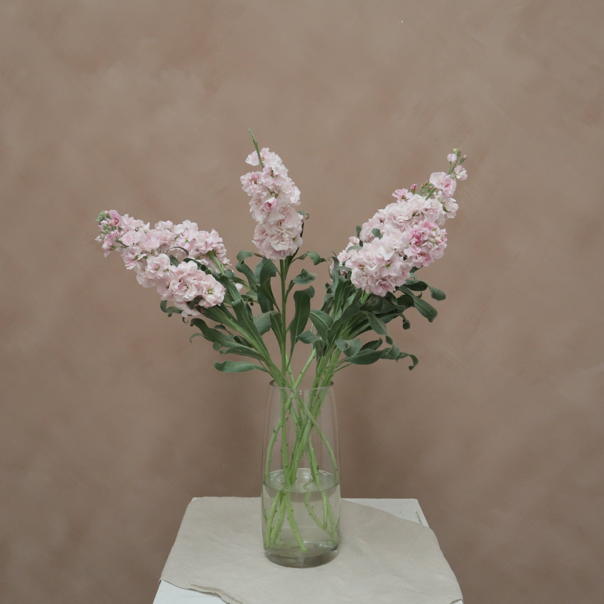 Matthiola Cherry Blossom