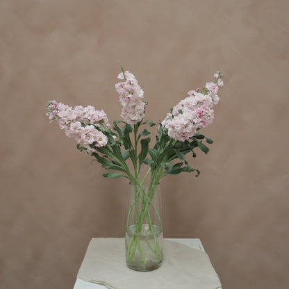 Matthiola Cherry Blossom