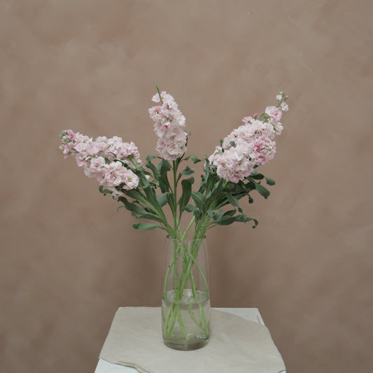 Matthiola Cherry Blossom