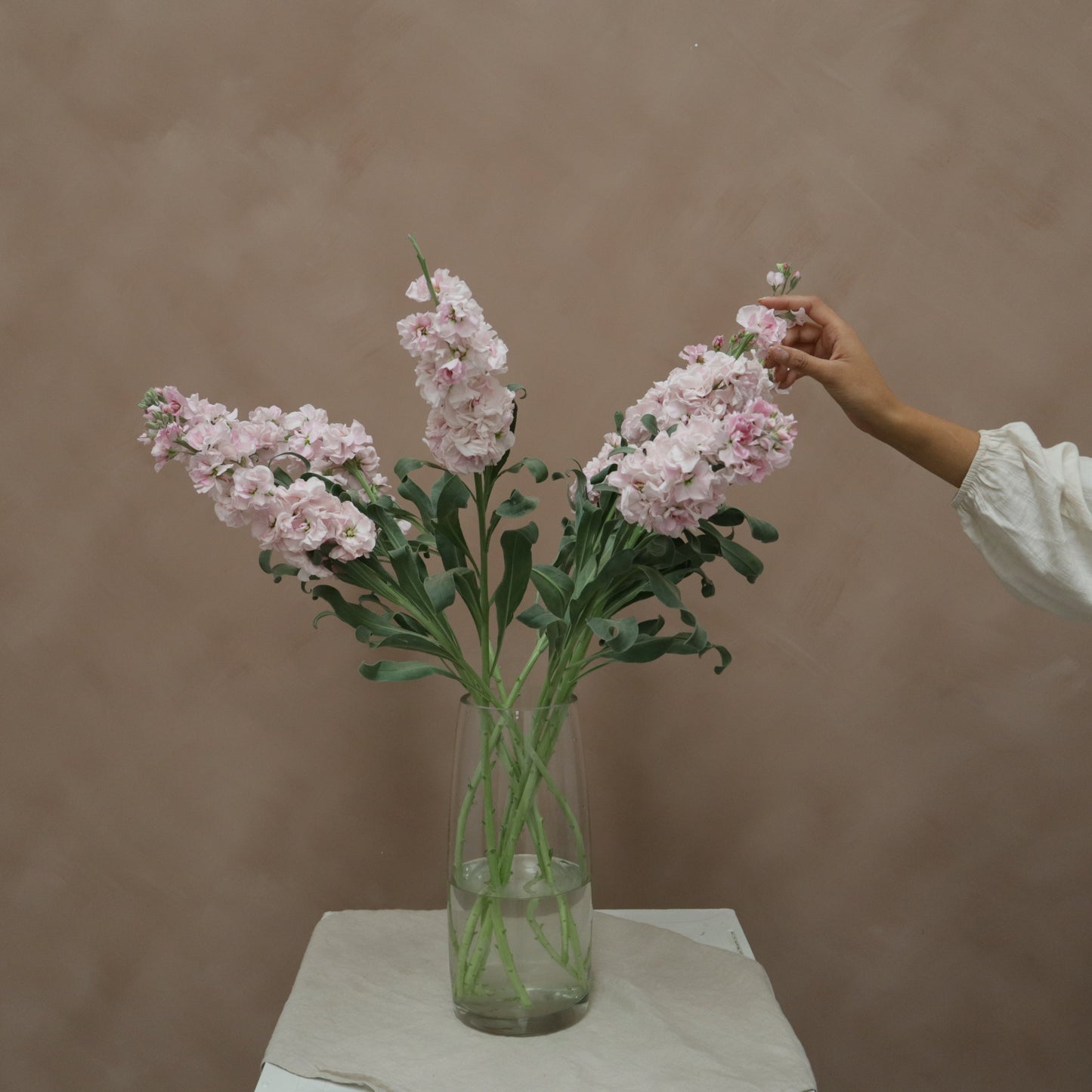 Matthiola Cherry Blossom
