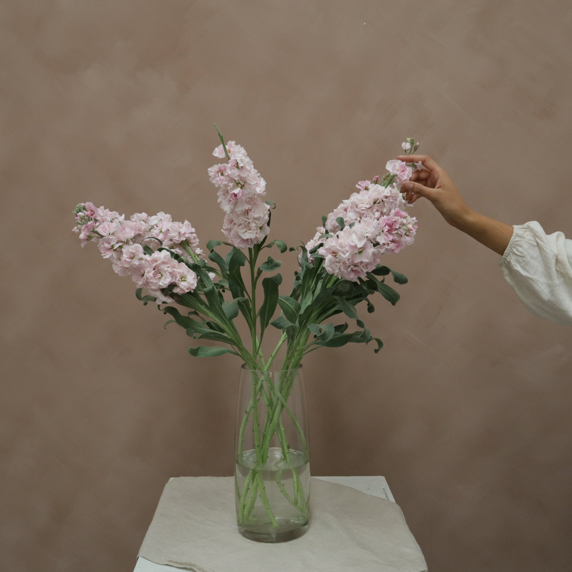 Matthiola Cherry Blossom