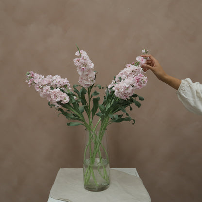 Matthiola Cherry Blossom