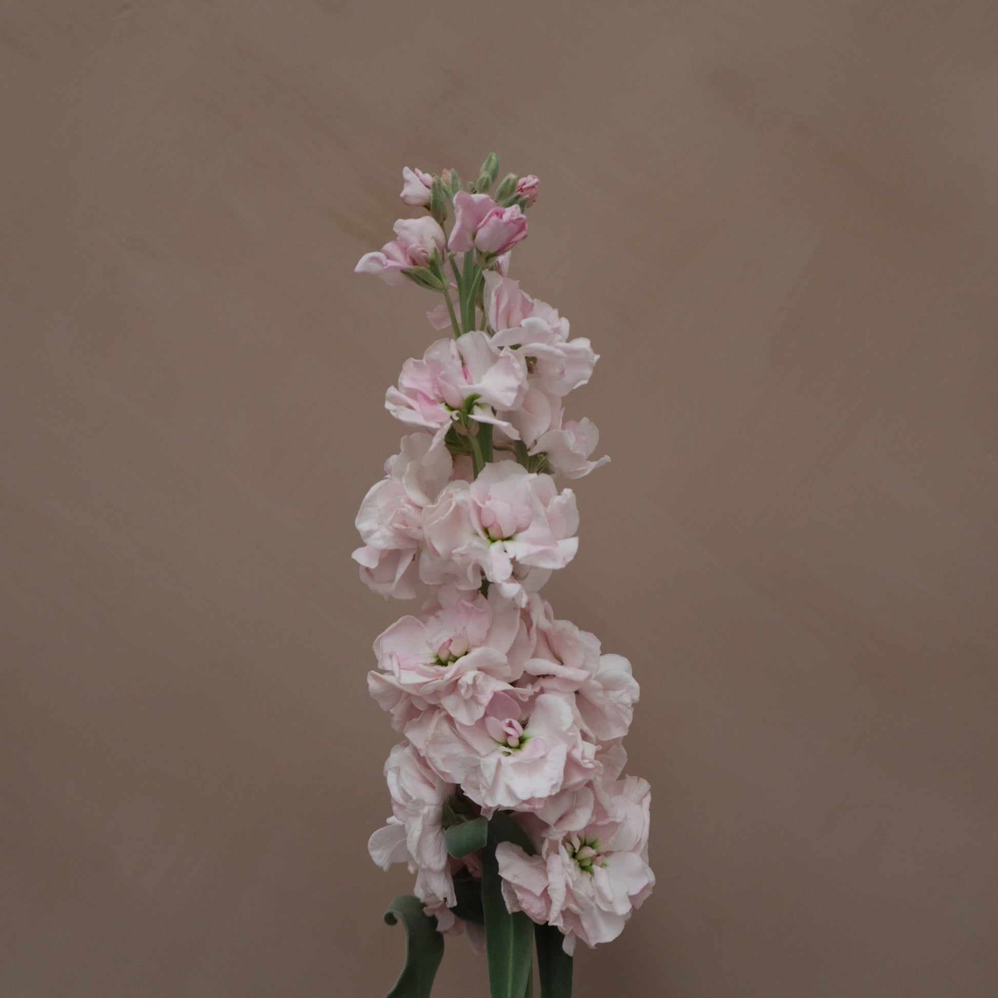 Matthiola Cherry Blossom