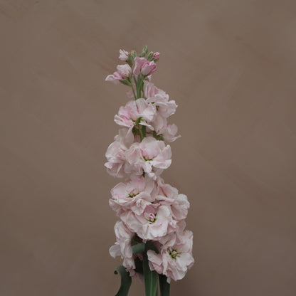 Matthiola Cherry Blossom