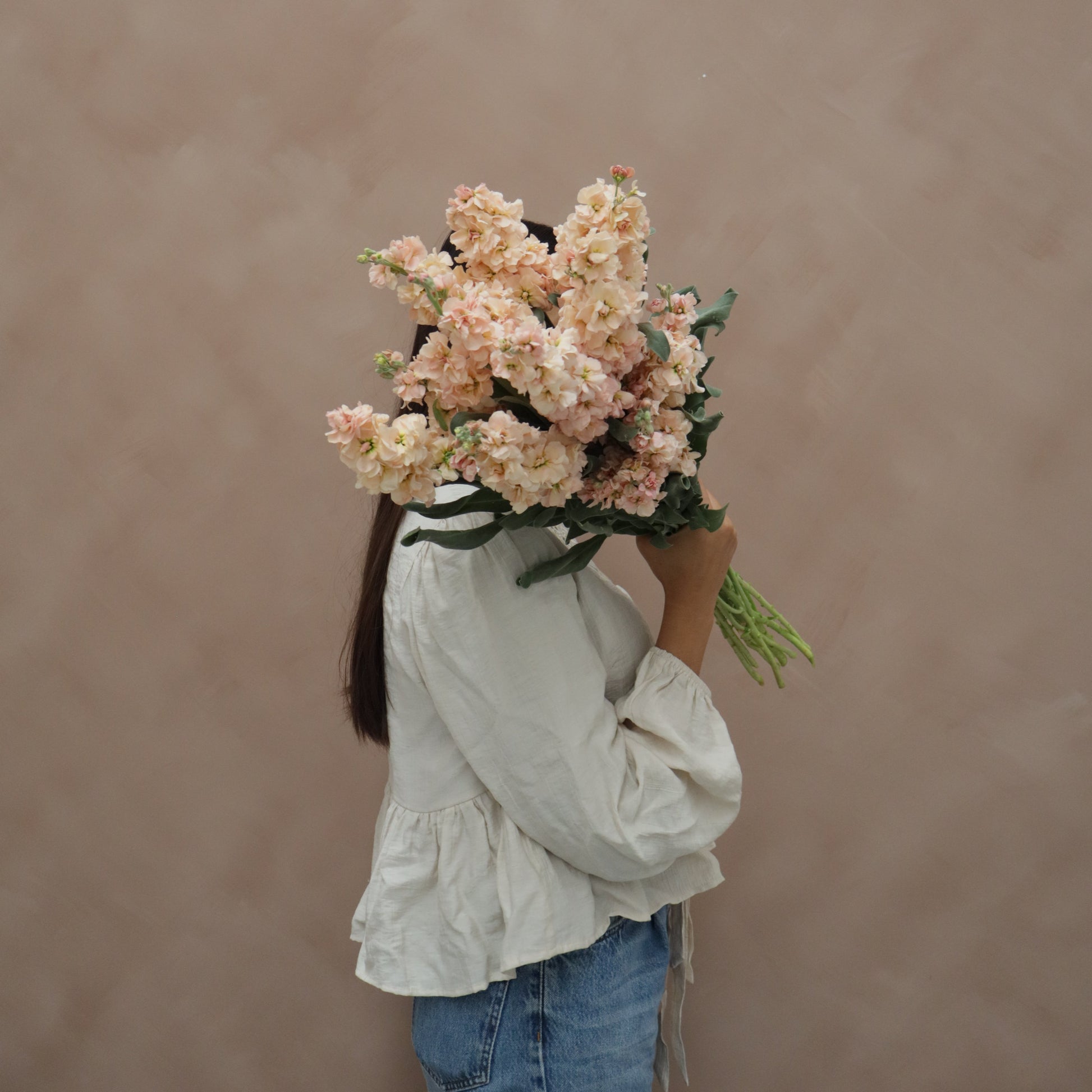 Matthiola Apricot