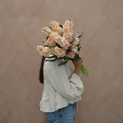 Matthiola Apricot