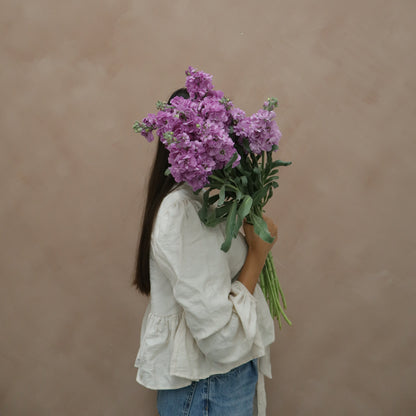 Matthiola Lavender Blue
