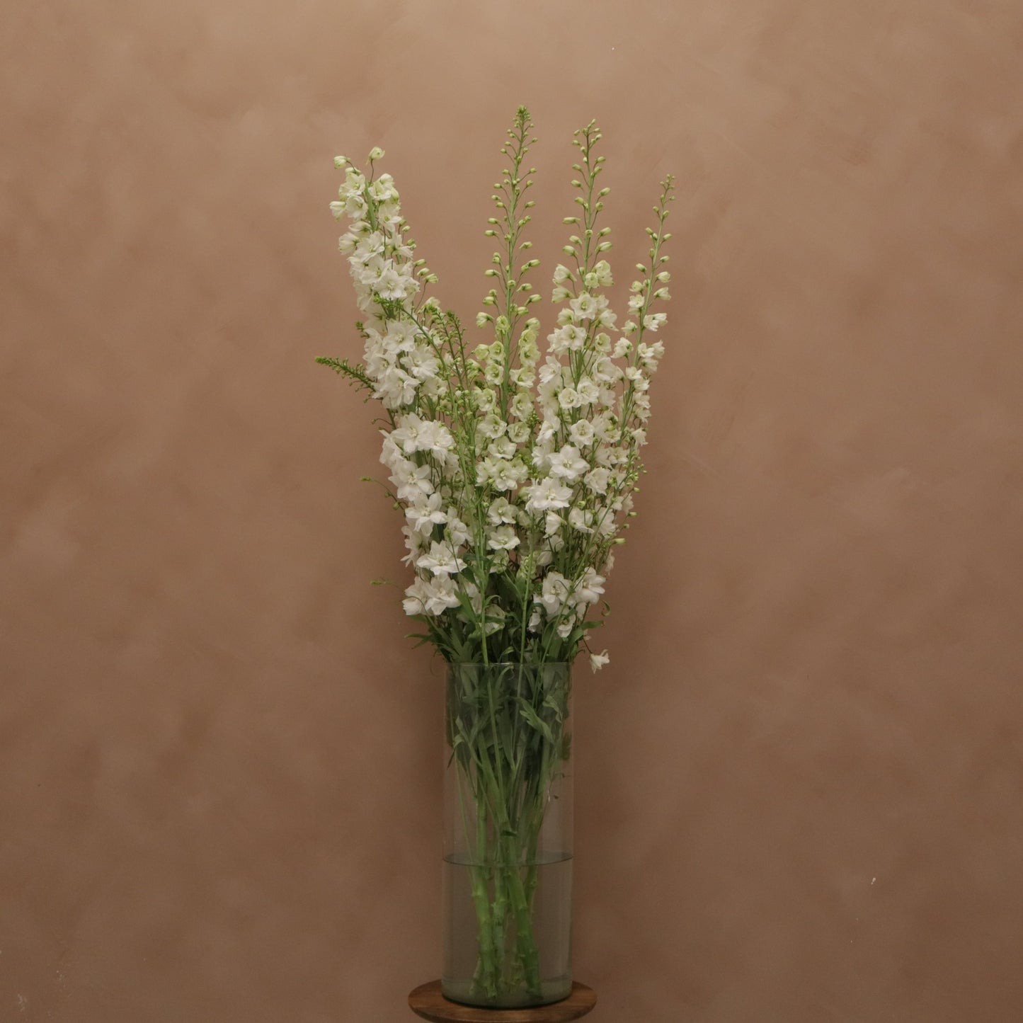 Delphinium Guardian White