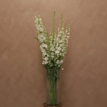 Delphinium Guardian White