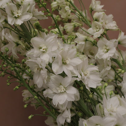Delphinium Guardian White