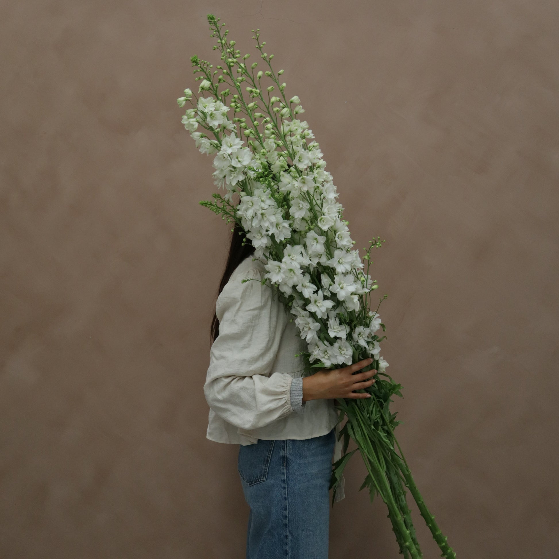 Delphinium Guardian White