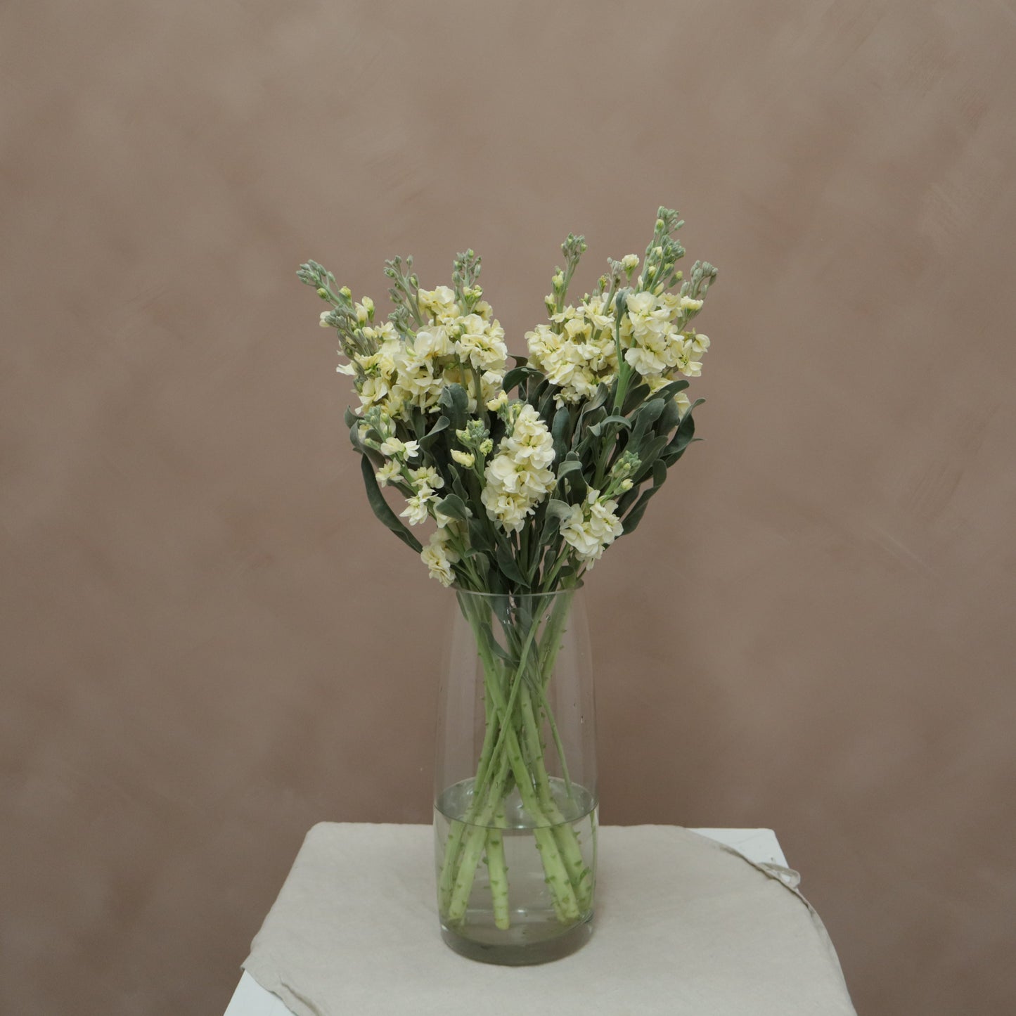 Matthiola Yellow