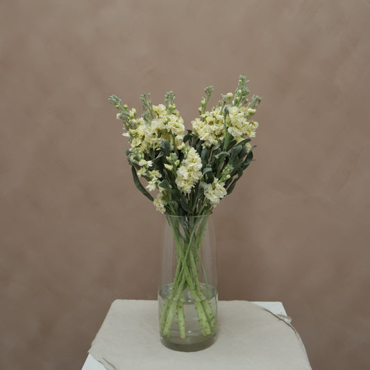 Matthiola Yellow
