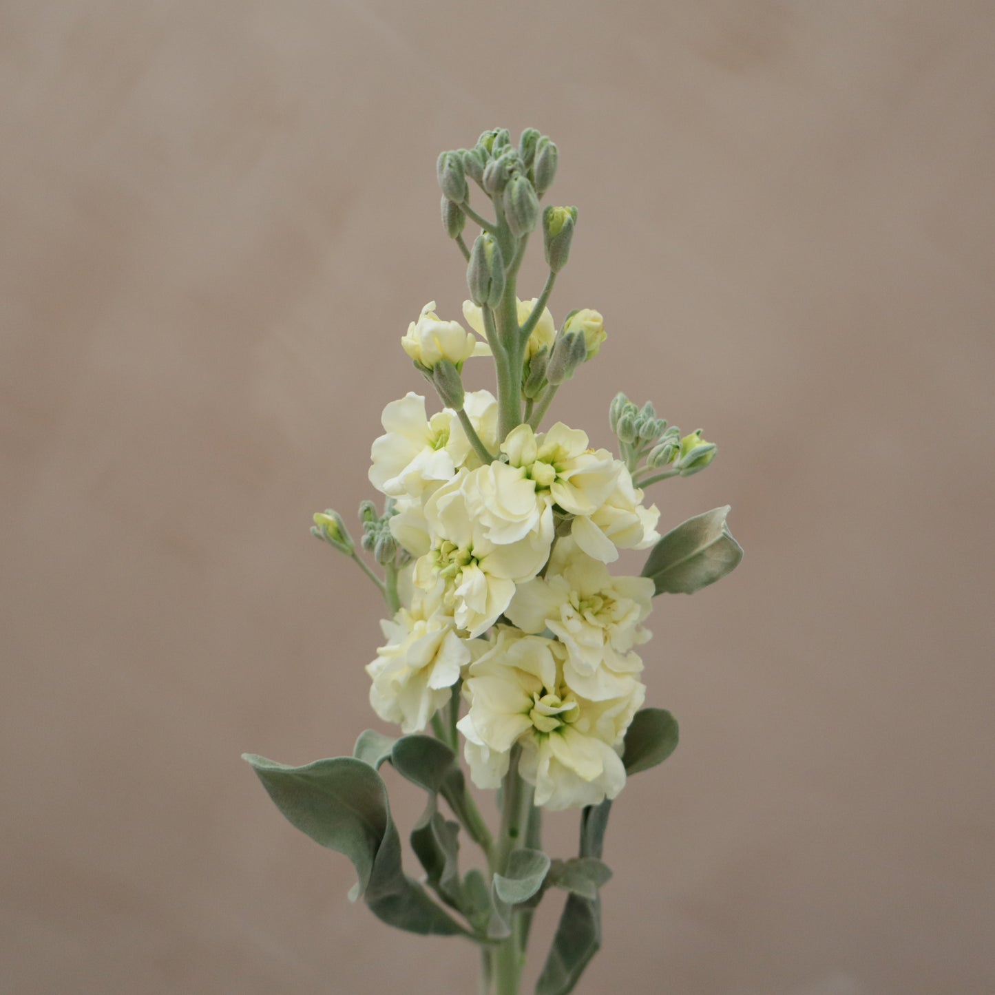 Matthiola Yellow