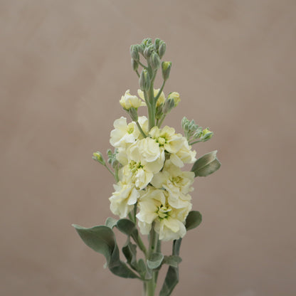 Matthiola Yellow