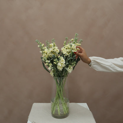 Matthiola Yellow