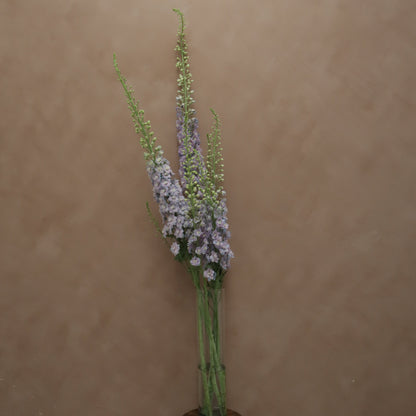 Delphinium Lilac Pink