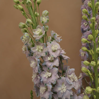 Delphinium Lilac Pink