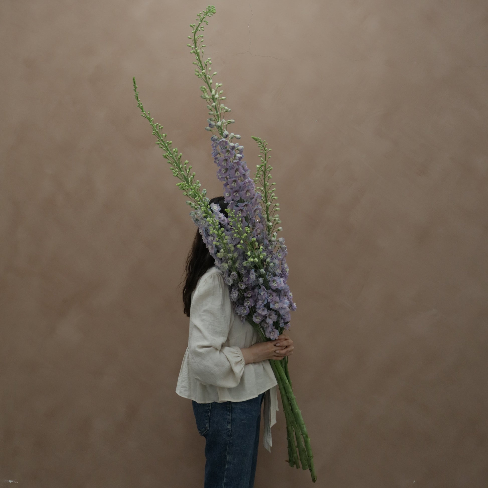 Delphinium Lilac Pink