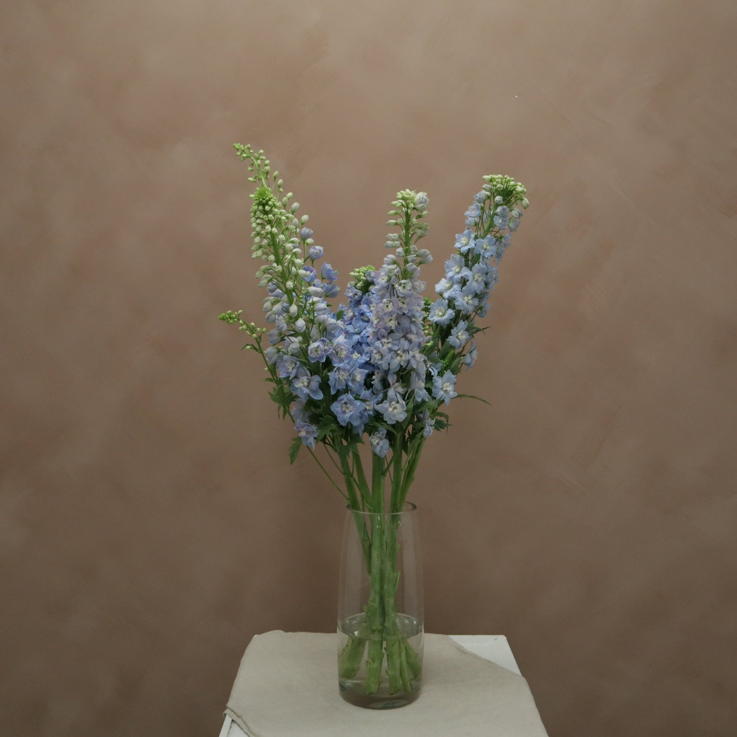 Delphinium Sky Blue