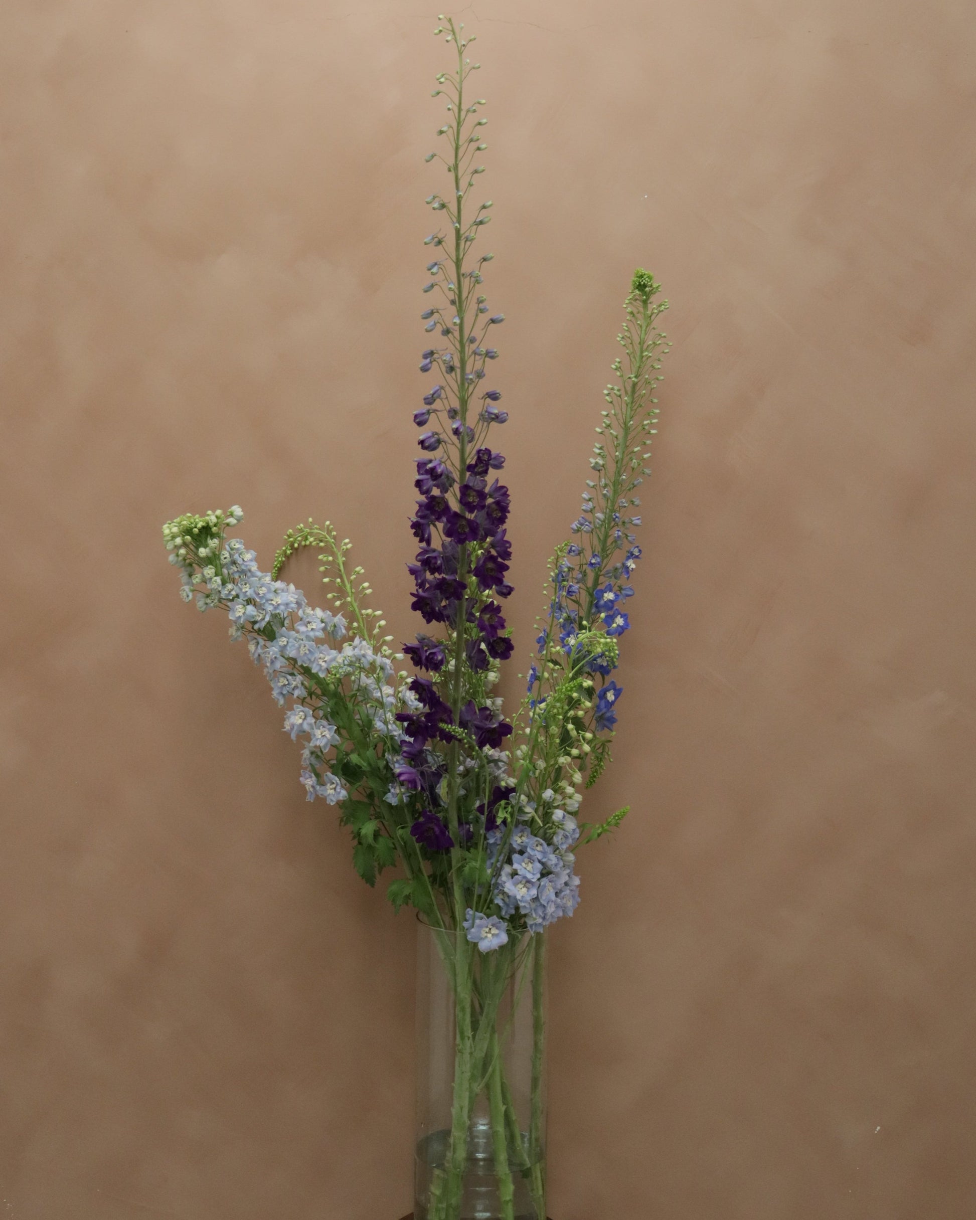 Delphinium Magic MIX