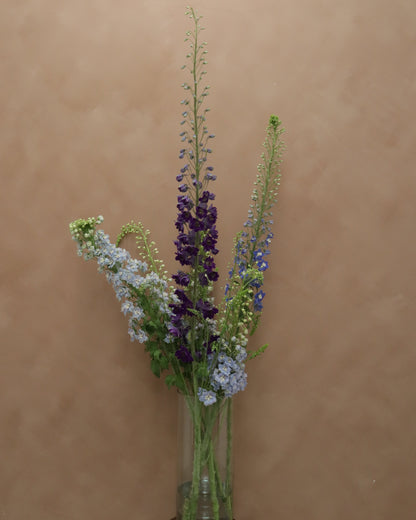 Delphinium Magic MIX