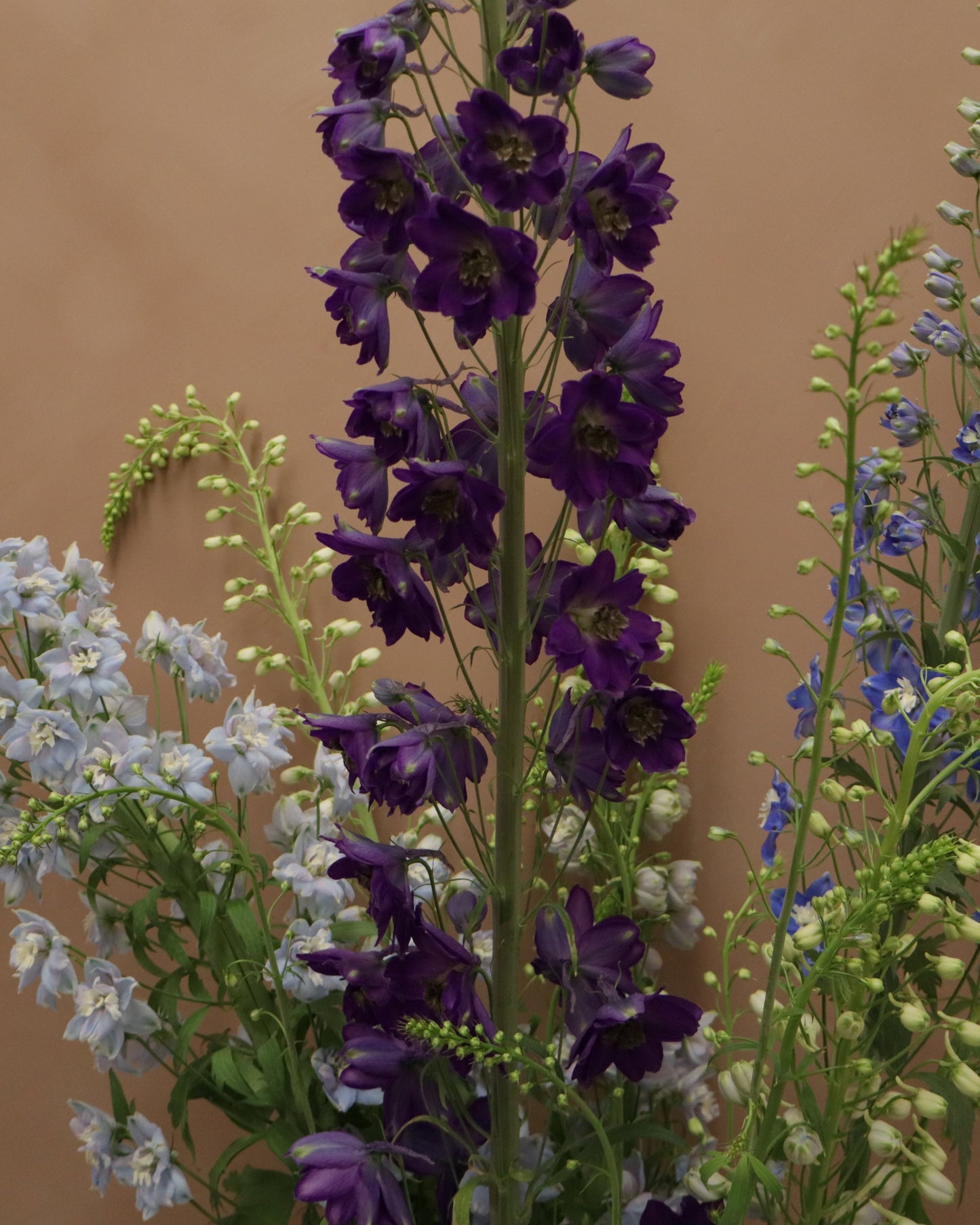 Delphinium Magic MIX