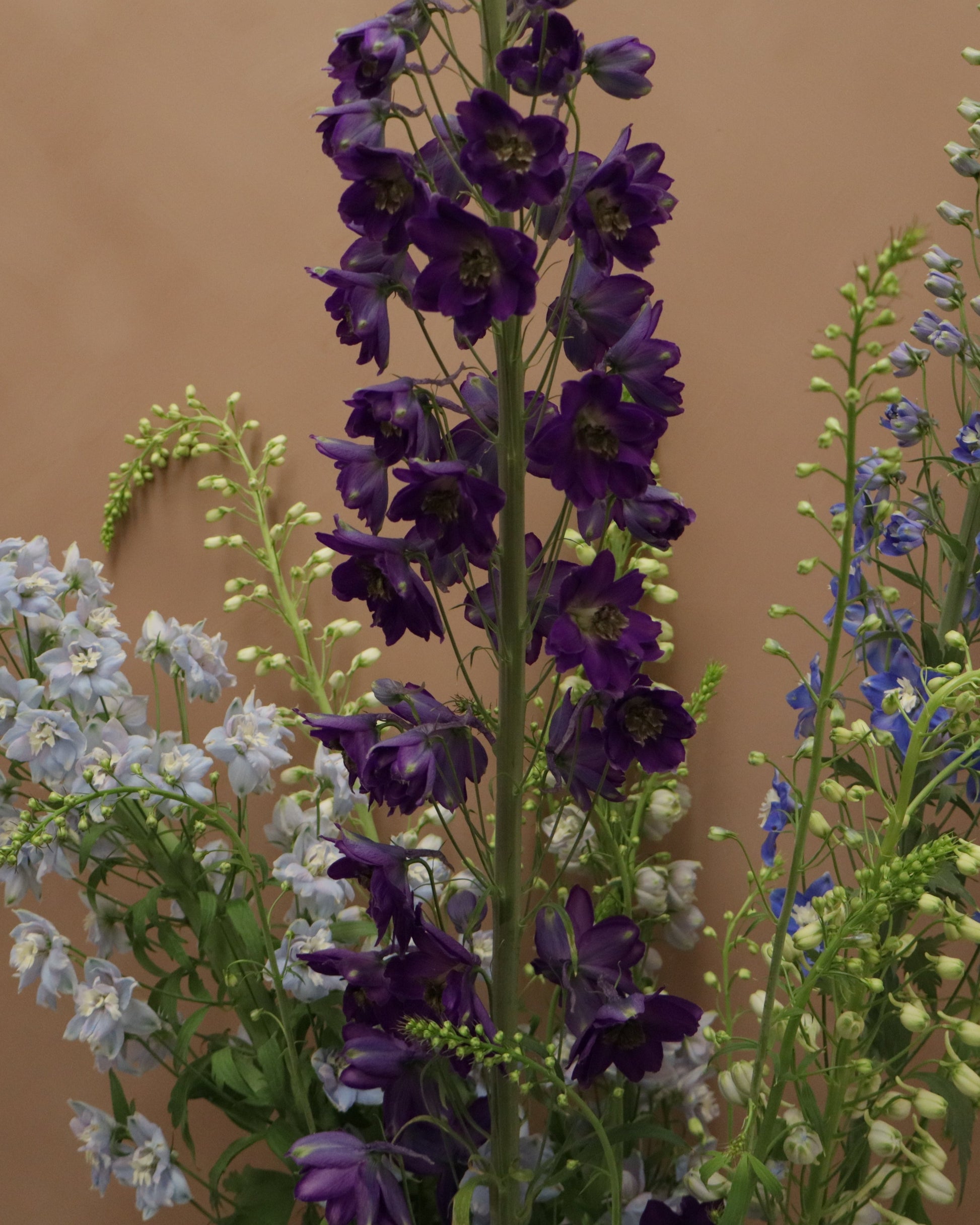 Delphinium Magic MIX