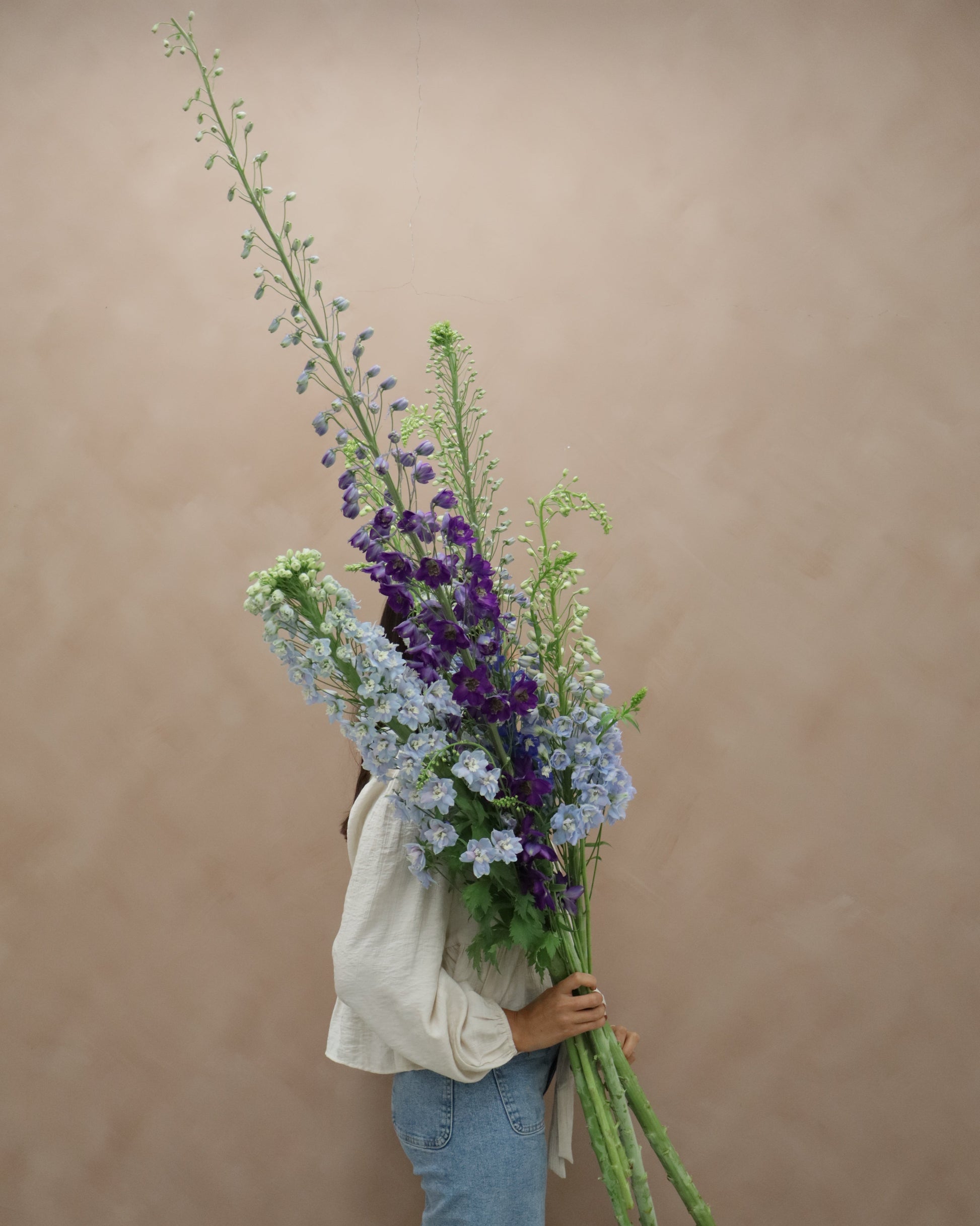 Delphinium Magic MIX
