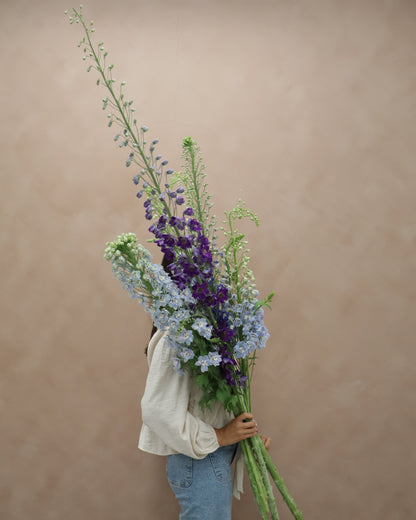 Delphinium Magic MIX