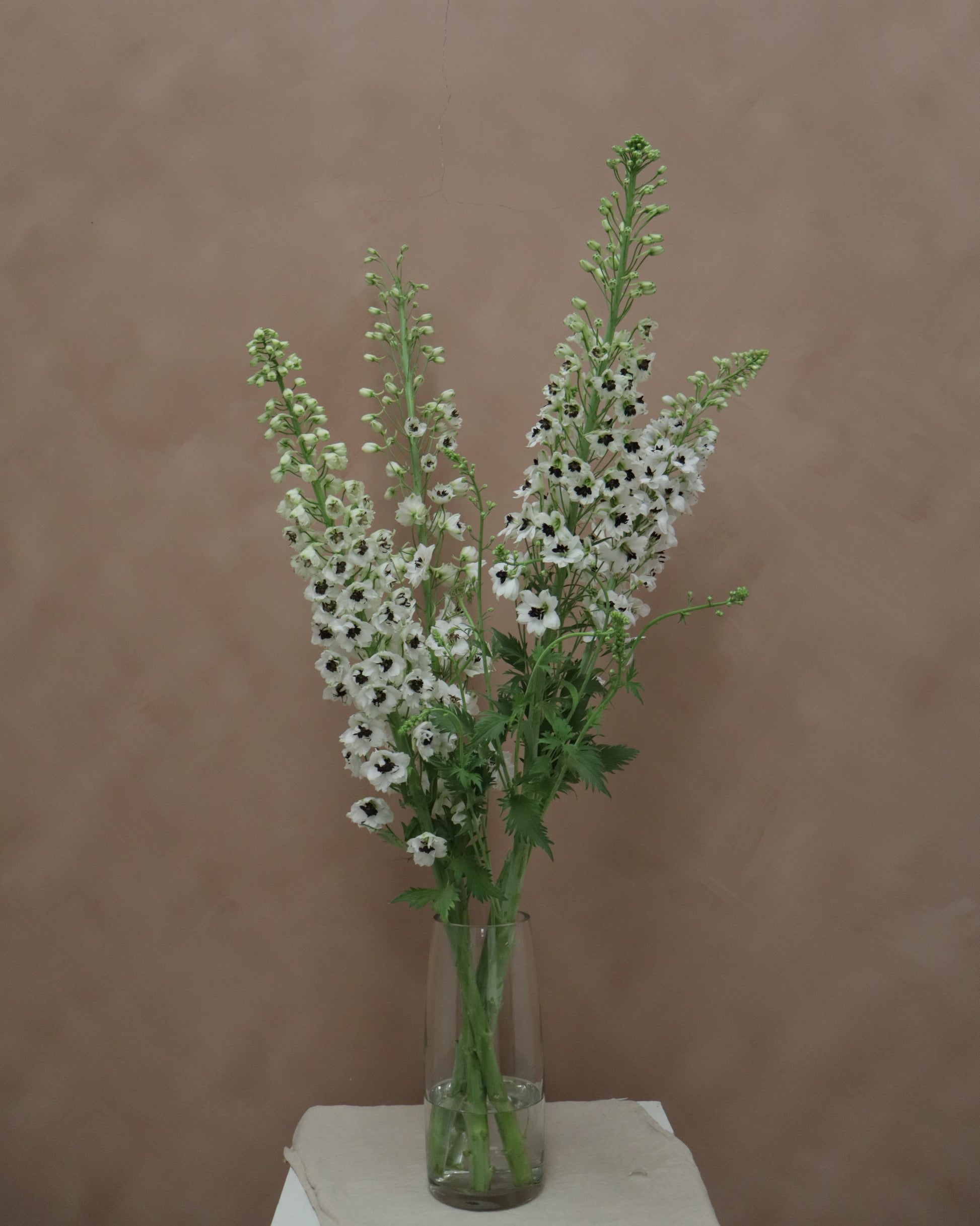 Delphinium Percival