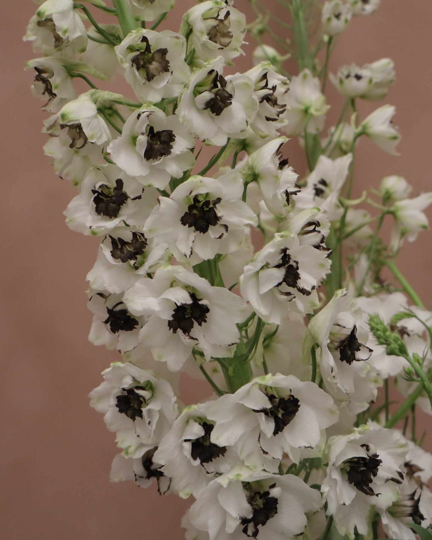 Delphinium Percival