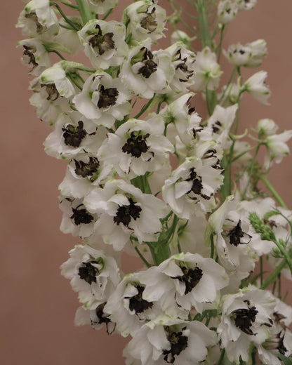 Delphinium Percival