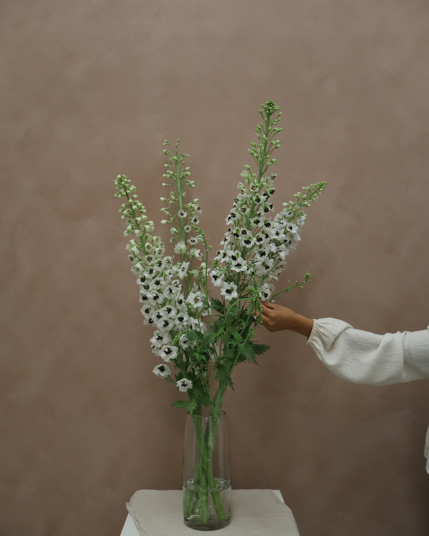 Delphinium Percival