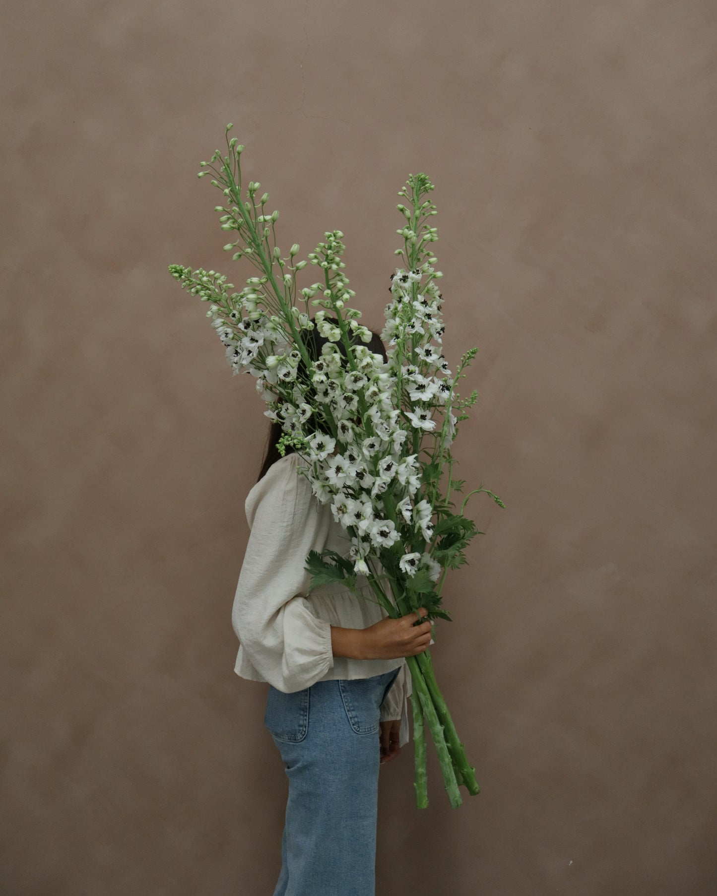 Delphinium Percival
