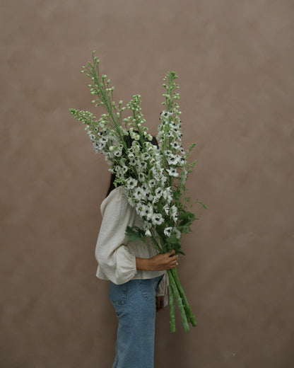 Delphinium Percival