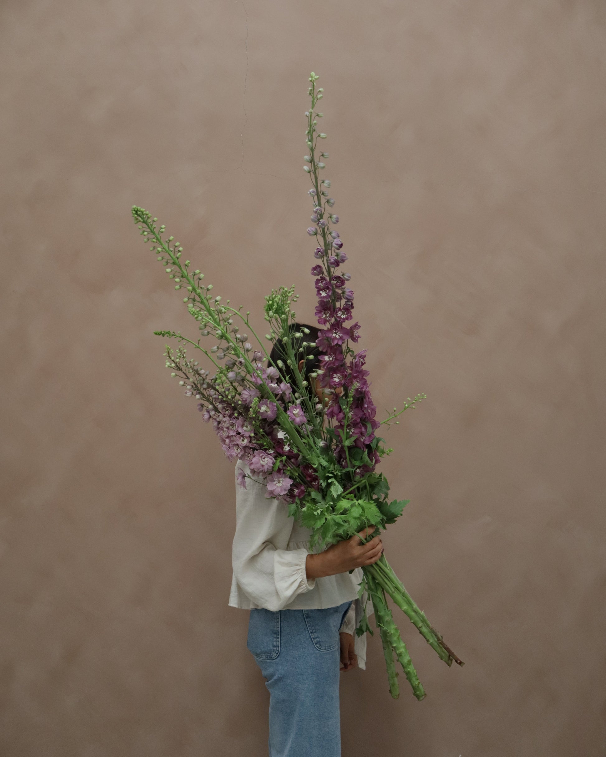 Delphinium Cherry