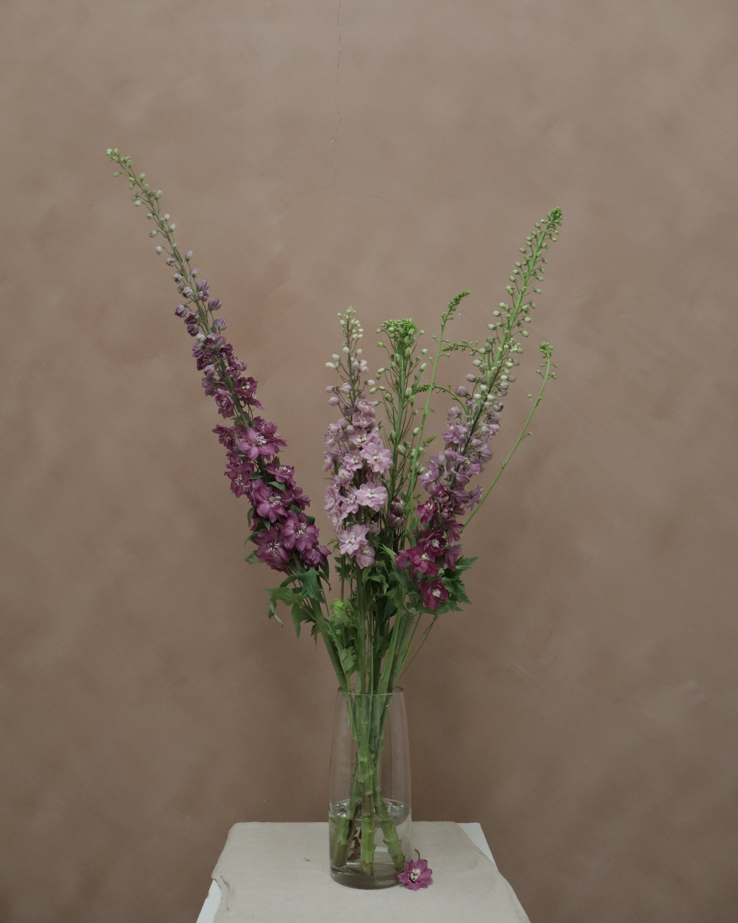 Delphinium Cherry
