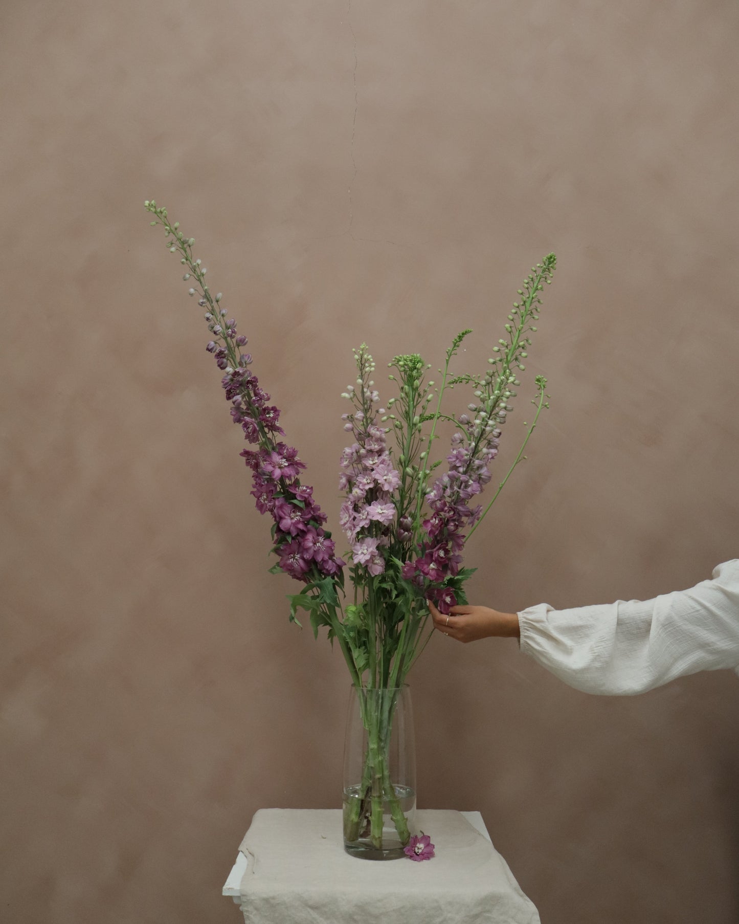 Delphinium Cherry