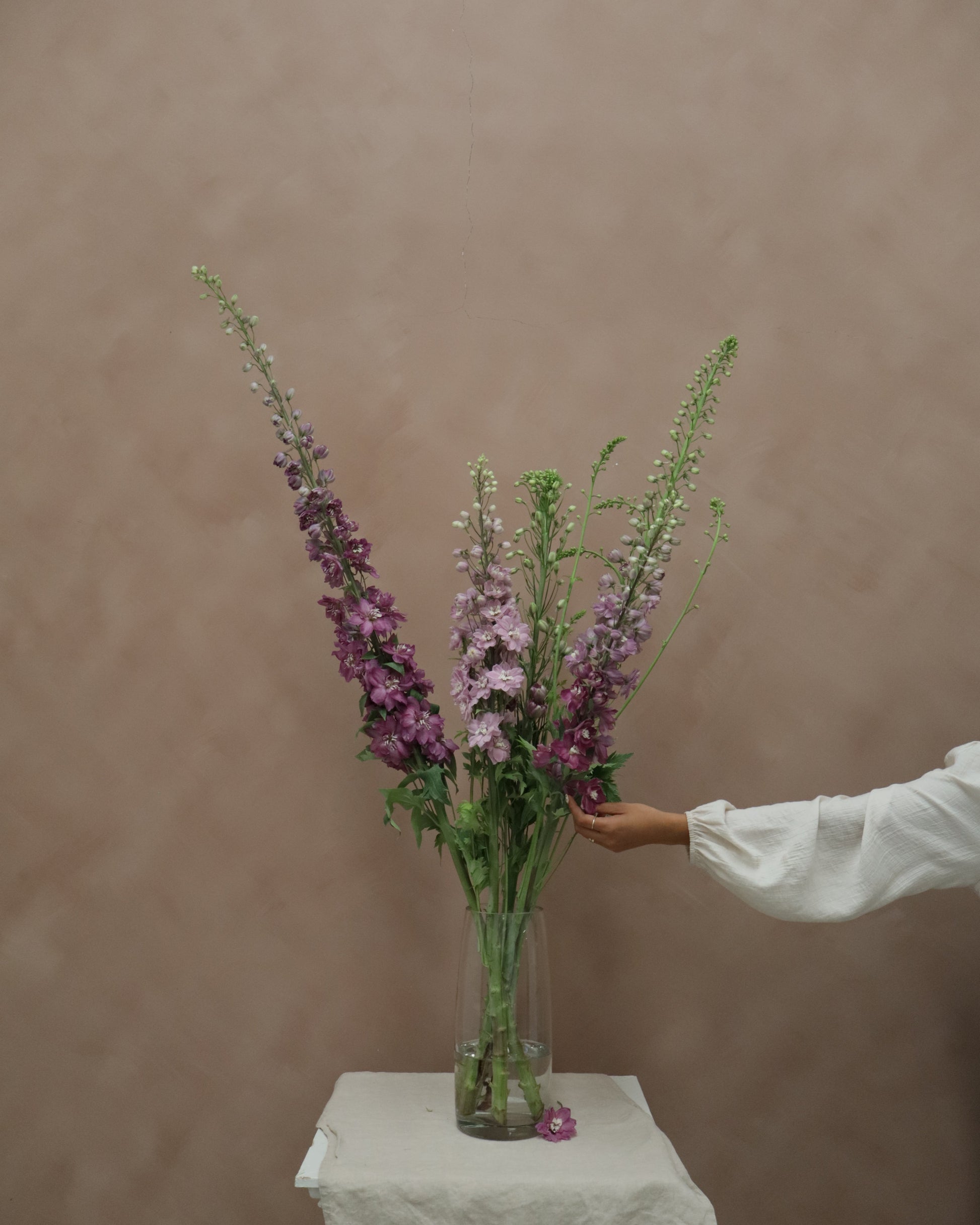 Delphinium Cherry