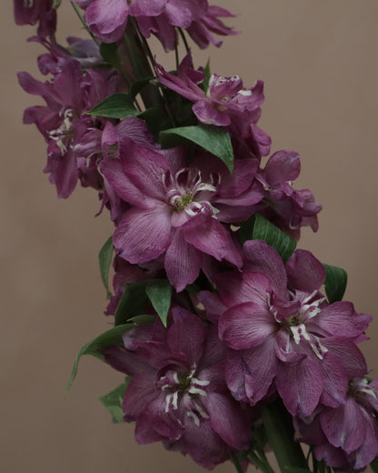 Delphinium Cherry