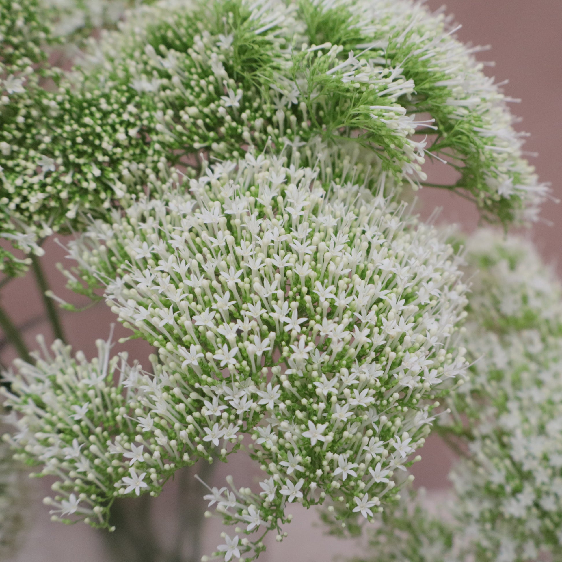 Trachelium White