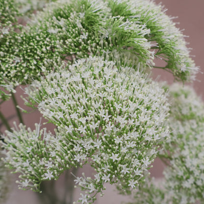 Trachelium White