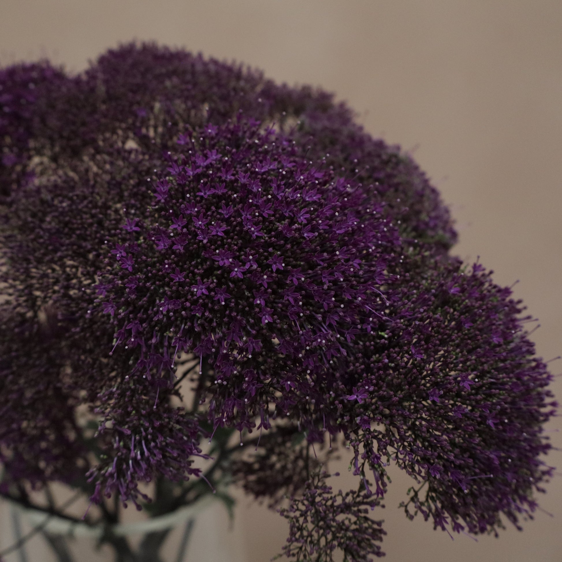 Trachelium Purple