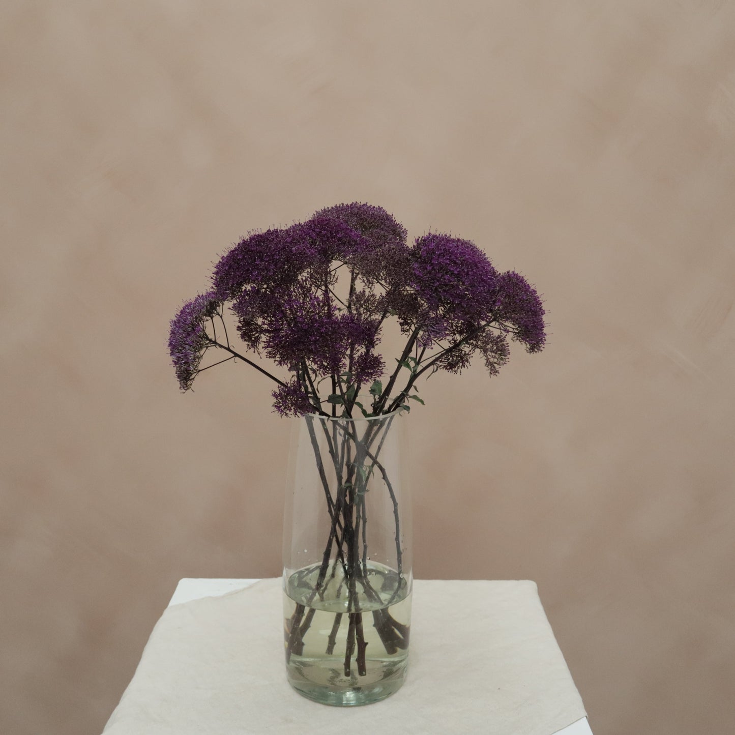 Trachelium Purple