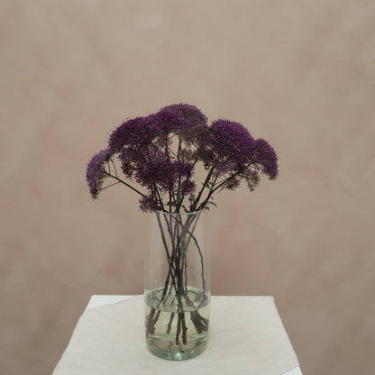 Trachelium Purple