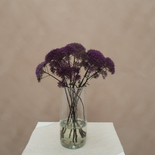 Trachelium Purple