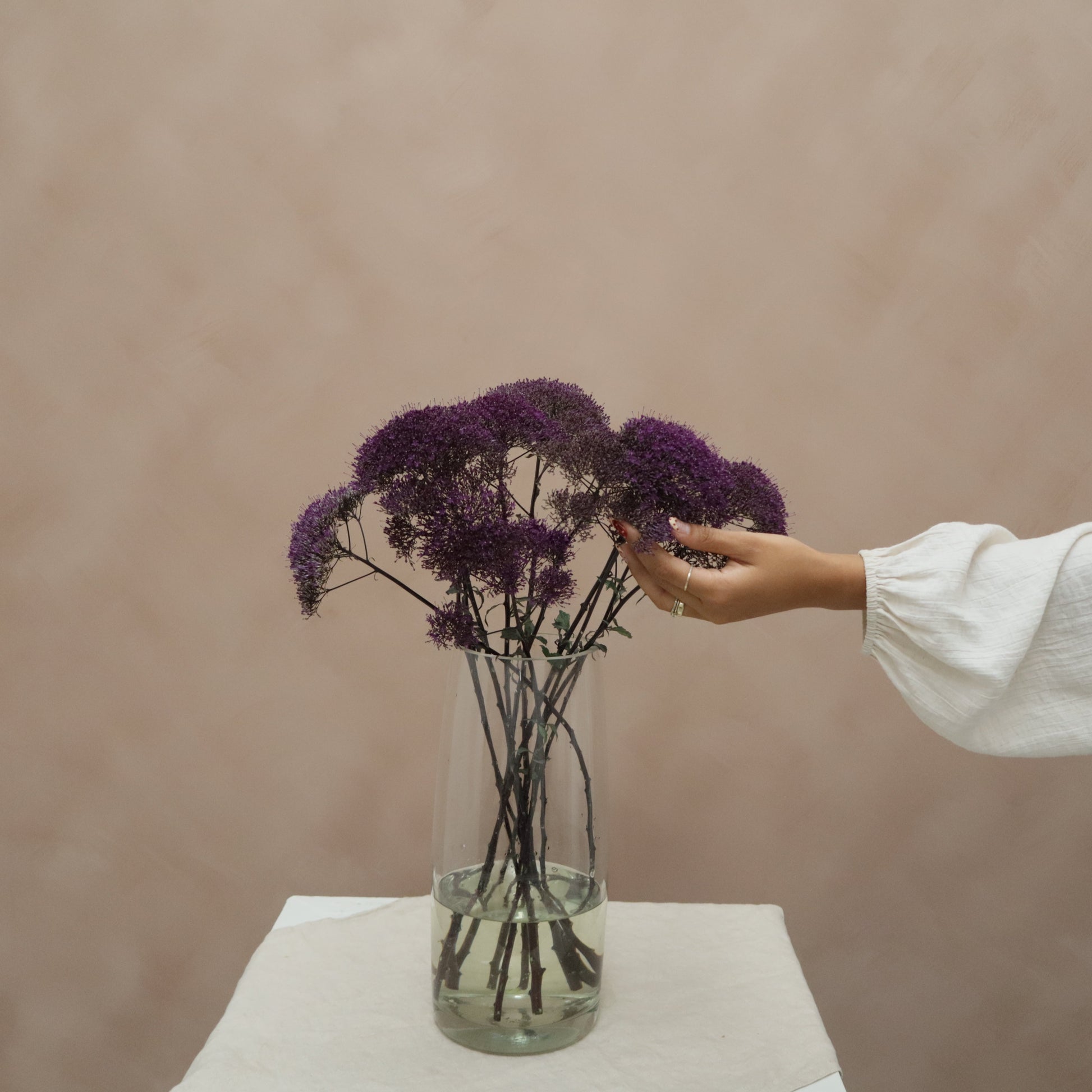 Trachelium Purple