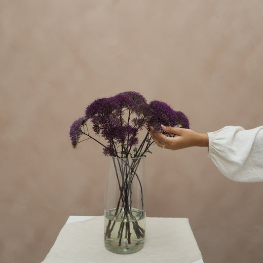 Trachelium Purple