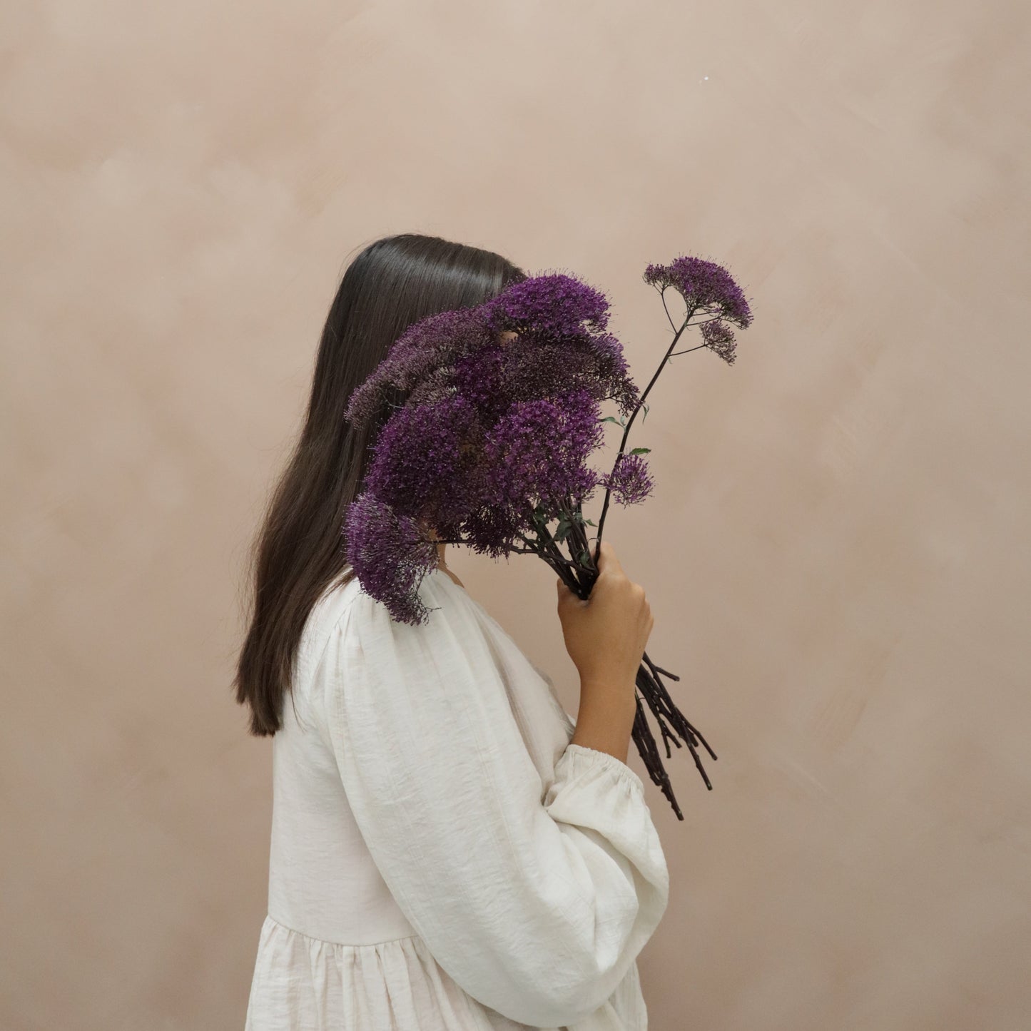 Trachelium Purple
